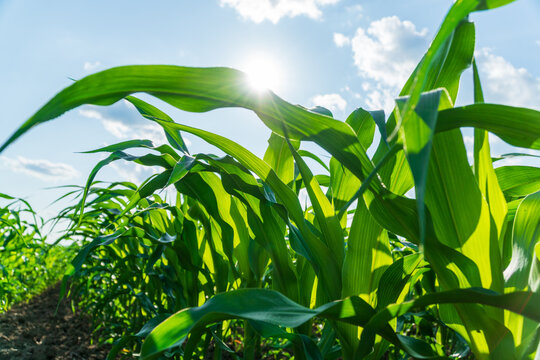 Corn plants rise in a field with sunlight shining on the leaves and clouds visible overhead during a sunny day