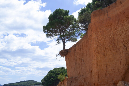 Iconic Pine Tree Hanging from a Red Clay Cliff at Podbrizi Beach, Vrgada