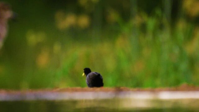 Close up of a black crake (Zapornia flavirostra) in south africa.