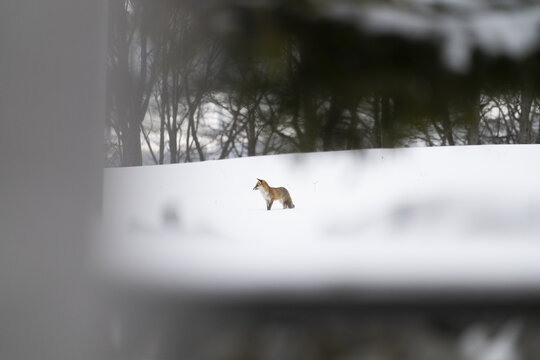 View of a red fox standing in a snowy field near the Creux du Van rocky cirque with bare trees in the background Provence, Vaud, Switzerland.