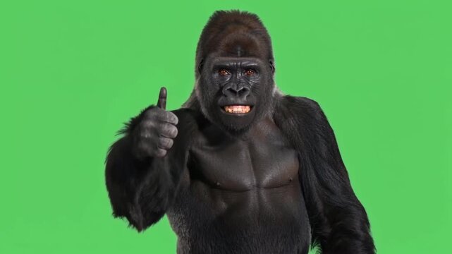 Gorilla gives motivational thumbs up on green screen