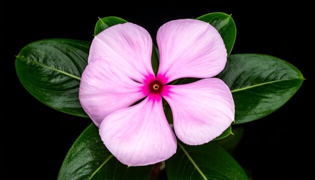 Soft Pink Periwinkle Flower Blooming with Glossy Green Leaves on Black Background