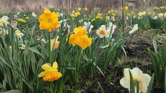 Blooming flower. Blooming yellow orange daffodil flower. Blossomed narcissus growing in ground on spring day. Blossoming inflorescence with petals and green leaves. Flowerbed. Growing varietal flowers