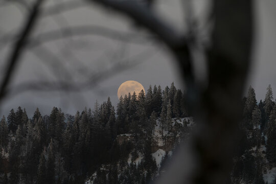 View of the full moon rising over the snow-covered pine forest and rocky cliffs of Creux du Van Provence, Vaud, Switzerland.
