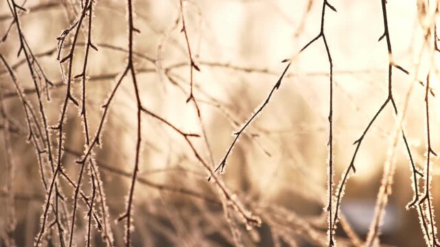Real video. Frozen iced branches of tree against sun during sunny winter day. Macro close up view of branch covered by snow in a snowy forest. Plants in the wood at frosty weather. Nature landscape 4K