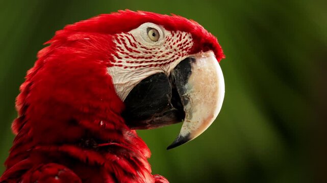 Close up red Macaw parrots portrait in Caribbean tropical forest. Playa del Carmen, Quintana Roo, Mexico. Borneo island fauna. Wild birds in natural habitat. Big beak parrot in wildlife, Indonesia