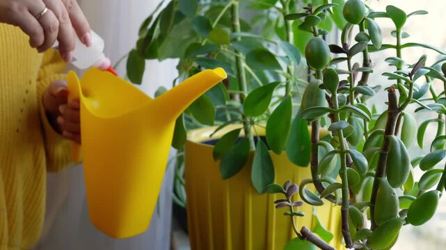 Female hands holding a bottle of hydrogen peroxide, over a yellow watering can, dripping liquid into a watering can at home