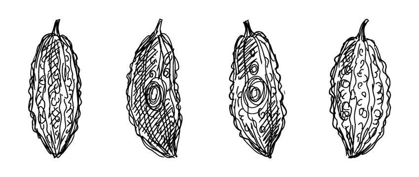 bitter melon , pen scribble , kid Hand drawn , vector