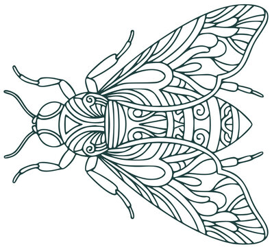 Decorative stylized fly insect line art illustration in zentangle style for adult coloring book