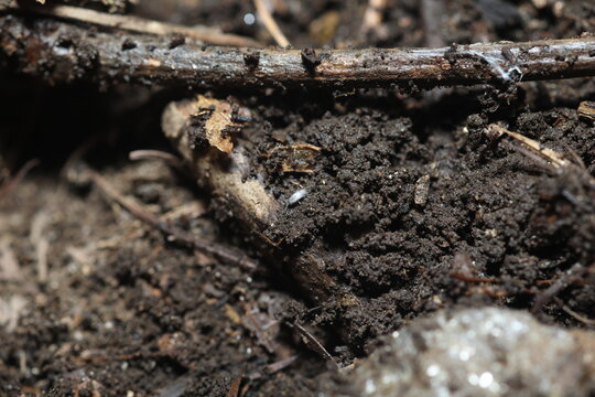 Collembola (Springtail) on a natural surface in its habitat