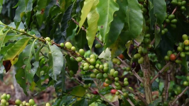 cafe, cultivo 