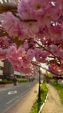 Dolly out shot of double cherry blossoms in the early morning