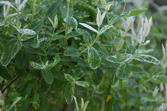 Salix integra 'Hakuro-Nishiki' ( flamingo tree) , dwarf Japanese willow. Closeup branches with green -white variegated leaves. Growing, planting, landscaping , concept. 