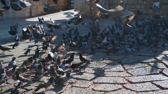 Person scaring a large flock of pigeons in a city square. Numerous city pigeons gathered on a historic cobblestone square eating food when suddenly a person runs through, scaring them