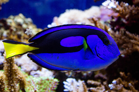 Poisson chirurgien bleu vibrant nageant dans un r&eacute;cif corallien tropical