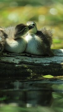 Precious Preening Wood Duck Ducklings
