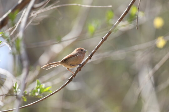 Vinous-throated Parrotbill basking in the warm spring sunlight