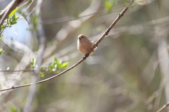 A happy Vinous-throated Parrotbill with a cheerful 'smiling' expression in the sun