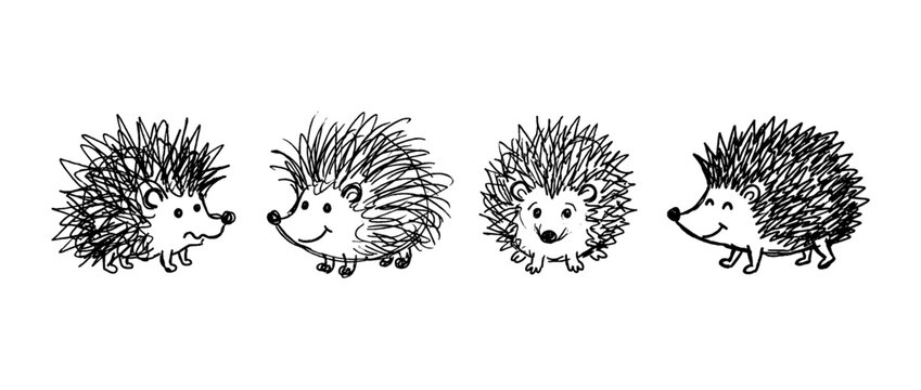 hedgehog , pen scribble , kid Hand drawn , vector