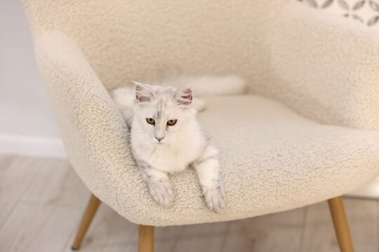 Cute Maine Coon cat on armchair at home, space for text