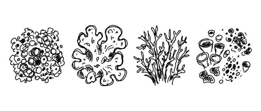 lichen , pen scribble , kid Hand drawn , vector