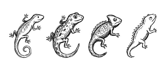 Fototapeta premium lizard , pen scribble , kid Hand drawn , vector