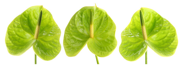 Green anthurium flowers isolated on white, set © New Africa