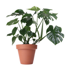 Beautiful Monstera in pot isolated on white. House plant © New Africa
