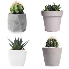 Fototapeta premium Different succulents in pots isolated on white, set