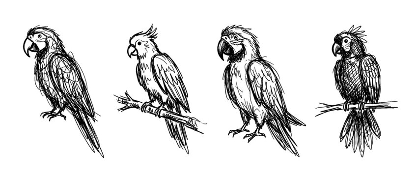 parrot , pen scribble , kid Hand drawn , vector