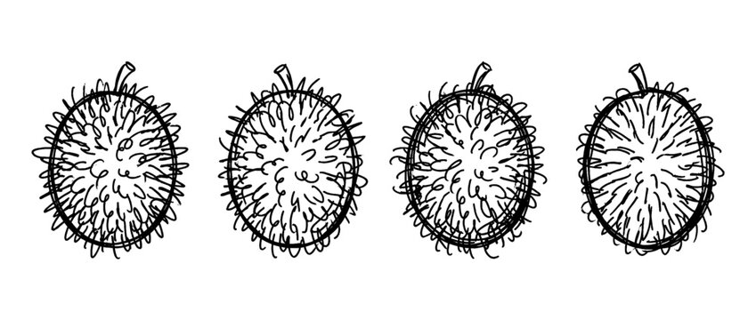 rambutan , pen scribble , kid Hand drawn , vector