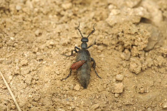 Red-winged beetle (Pseudopyrochroa) consuming cantharidin from a Blister beetle