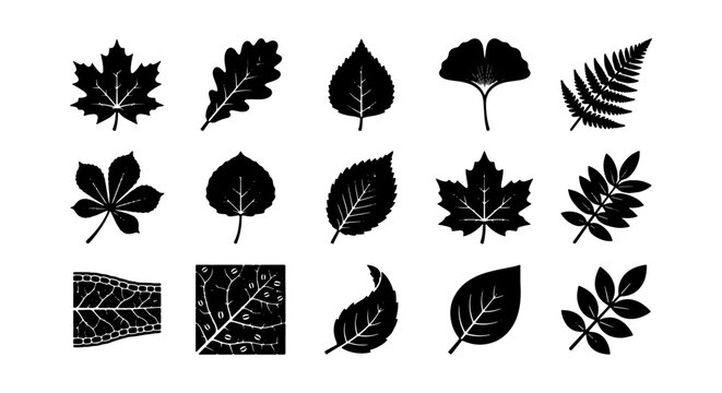 Vector Set of 15 Black Silhouette Leaves, Botanical Icons for Nature Design, Autumn Fall Elements