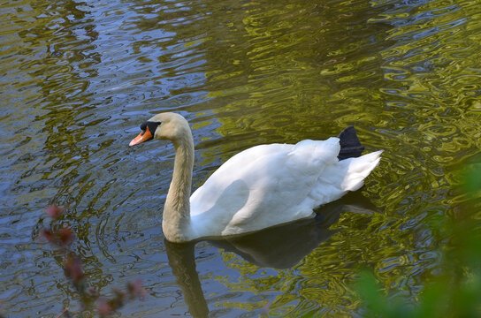 White swan (Cygnus Olor) swimming  in the water of spring pond. Nature, water birds ,swans in spring, fauna, wildlife protection.