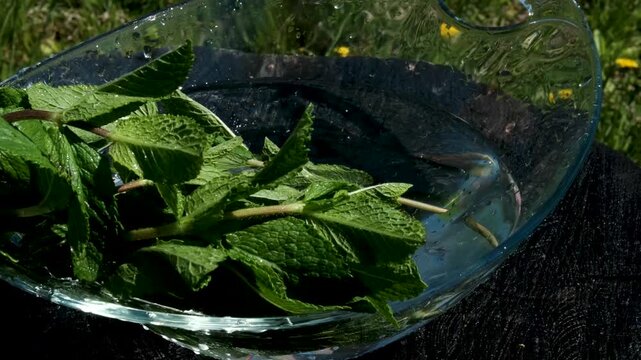 bowl wash mint heavy rain shower soaking fresh mint leaves in a lush garden. Raindrops splash on vibrant green foliage creating a calming natural scene