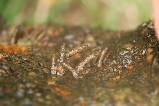 Intricate protective case made of sand and pebbles by a Stonefly larva