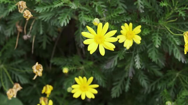 Vibrant yellow daisy-like flowers bloom beautifully amidst lush green foliage, creating a serene and cheerful natural scene. Perfect for capturing the essence of spring and outdoor beauty.