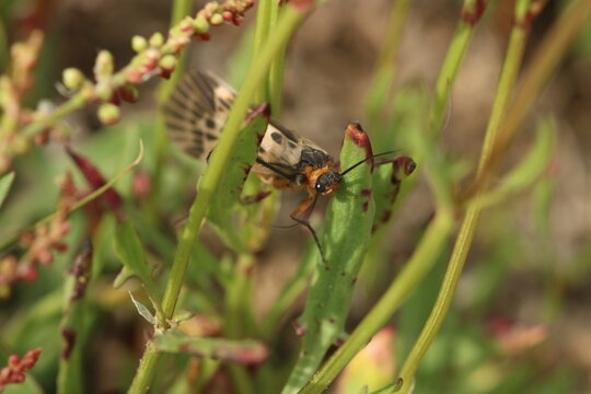 Front view of a Scorpionfly (Panorpa)