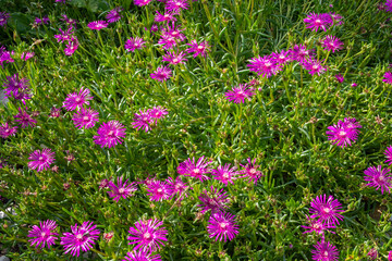 Fototapeta premium Pattern of Mesembryanthemum succulent flowers purple blooming in green garden