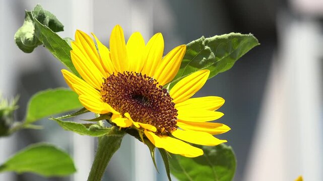 Close up of sunflower in sunshine 4k

