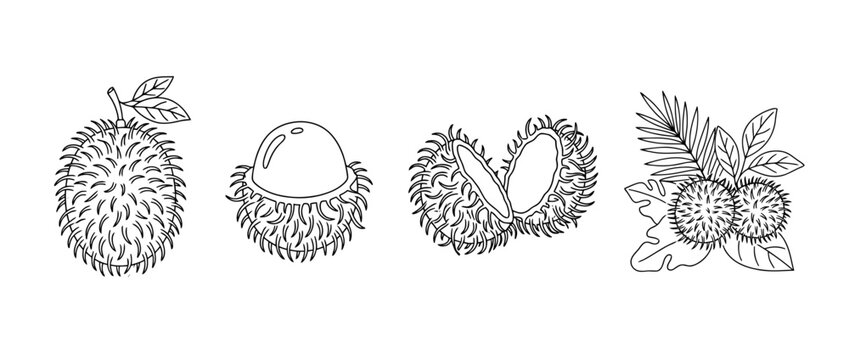 The image showcases charming black line art of rambutan fruits, capturing their unique hairy exterior and visual appeal in a simplistic and elegant style.