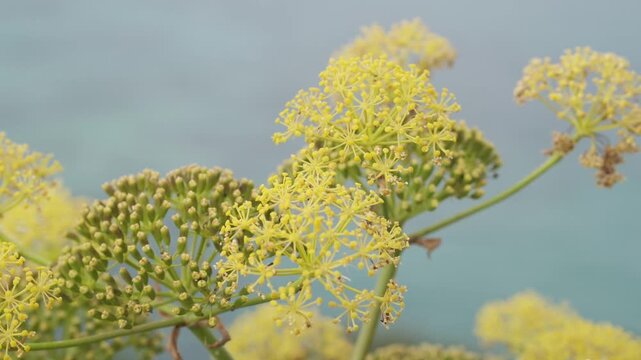 Vibrant yellow small flowers, likely fennel or dill, in intricate clusters against a soft, out-of-focus background. Captures the delicate beauty and natural detail of aromatic herbs.
