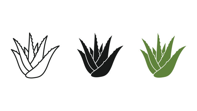three agave plants isolated on white vector illustration