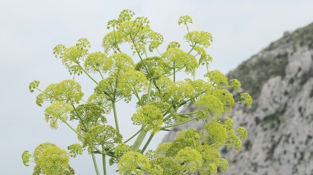 Vibrant yellow small flowers, likely fennel or dill, in intricate clusters against a soft, out-of-focus background. Captures the delicate beauty and natural detail of aromatic herbs.
