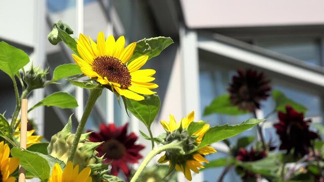 Sunflower plant in garden 4k
