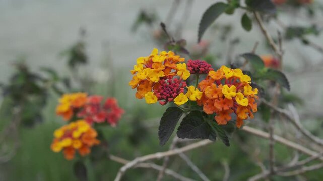 A vibrant close-up captures the intricate beauty of multi-colored Lantana flowers. Yellow, orange, and red petals burst forth from lush green foliage 