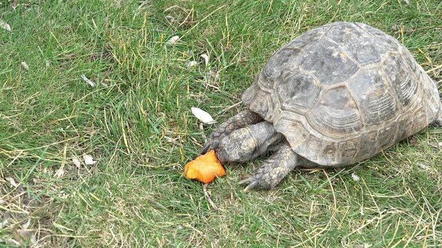 Turtle eating carrot 4k
