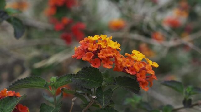 A vibrant close-up captures the intricate beauty of multi-colored Lantana flowers. Yellow, orange, and red petals burst forth from lush green foliage 