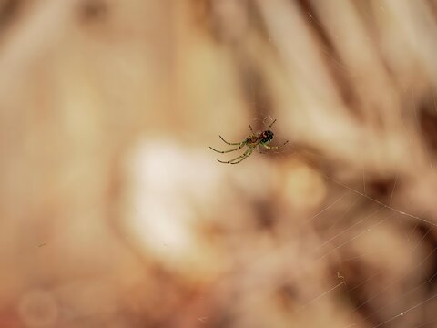 A macro photograph of an Orchard Orbweaver spider Leucauge venusta hanging in its web against a soft blurred natural background