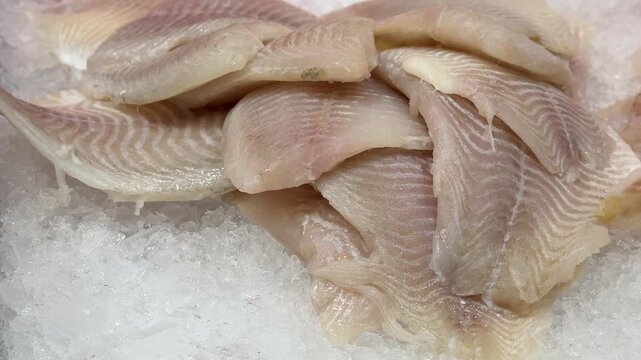 Zander fillet on shallow ice display close-up showing thawed pale flesh and scale pattern, glistening ice crystals, moist texture